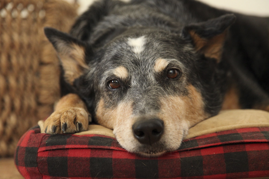 19 Potential Signs of Dog Dementia (Canine Alzheimer's, Cognitive Dysfunction): Recognizing the Symptoms in Your Aging Dog