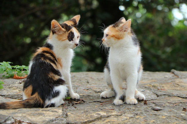 Are Calico Cats Always Female?