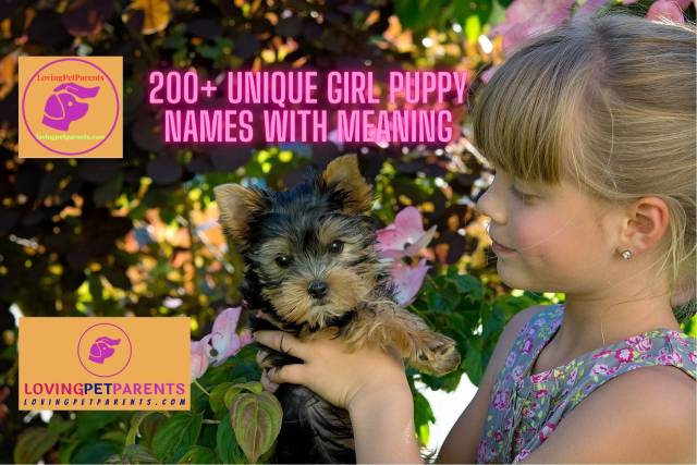 200+ Unique Girl Puppy Names With Meaning