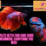 Complete Betta Fish Care Guide For Beginners Everything You Need