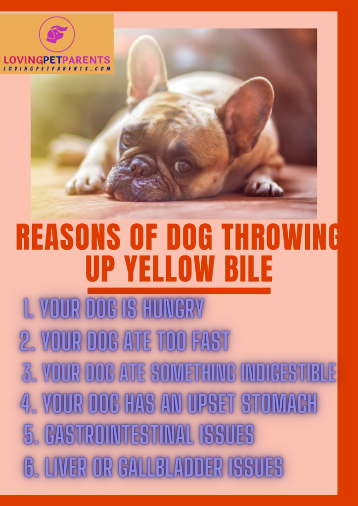 Why Is My Dog Throwing Up Yellow Bile and What Should I Do? loving