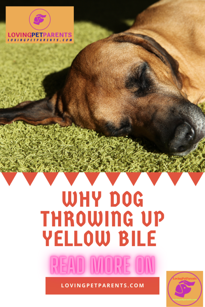Why Is My Dog Throwing Up Yellow Bile and What Should I Do?