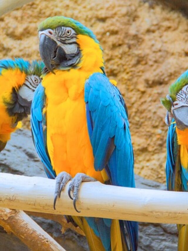 Discover the Top 7 Exotic Pet Birds