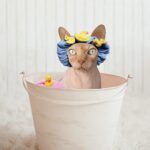 Cat Bathing Mastery: Unlock the Secrets to a Scratch-Free Experience