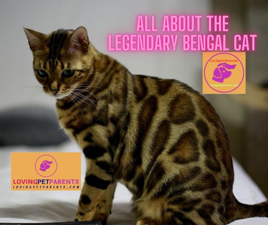 The Legendary Bengal Cat