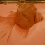 Swim Bladder Disease