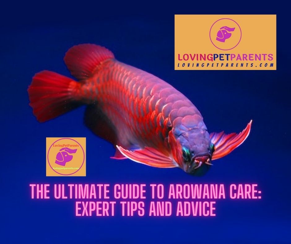 The Ultimate Guide to Arowana Care: Expert Tips and Advice