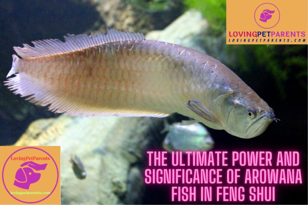 Significance of Arowana Fish in Feng Shui