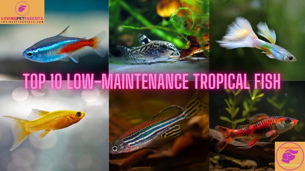 Top 10 Low-Maintenance Tropical Fish