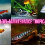 Top 10 Low-Maintenance Tropical Fish