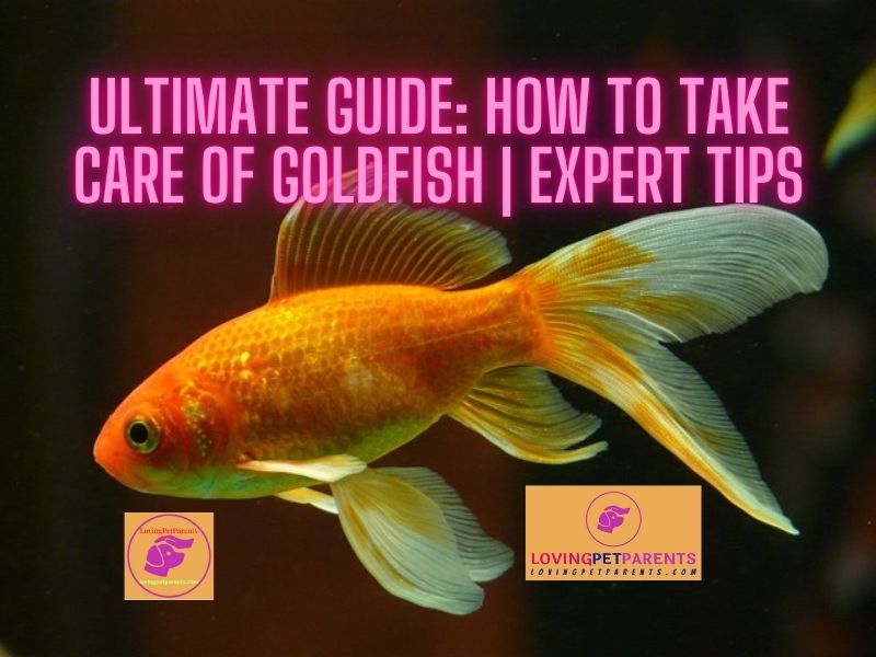 How to Take Care of Goldfish