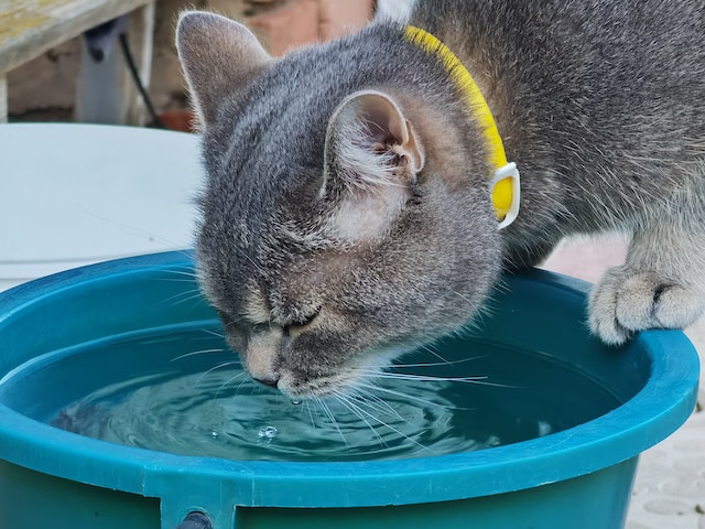 Why Is My Cat Drinking a Lot of Water?