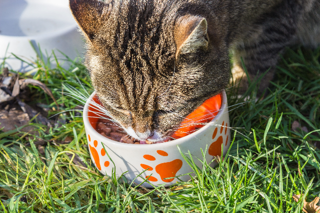 Can Cats Eat Peanuts? The Surprising Truth
