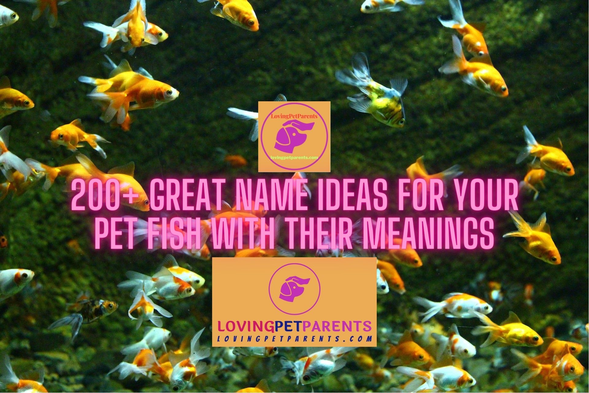 200+ Great Name Ideas for Your Pet Fish with Their Meanings