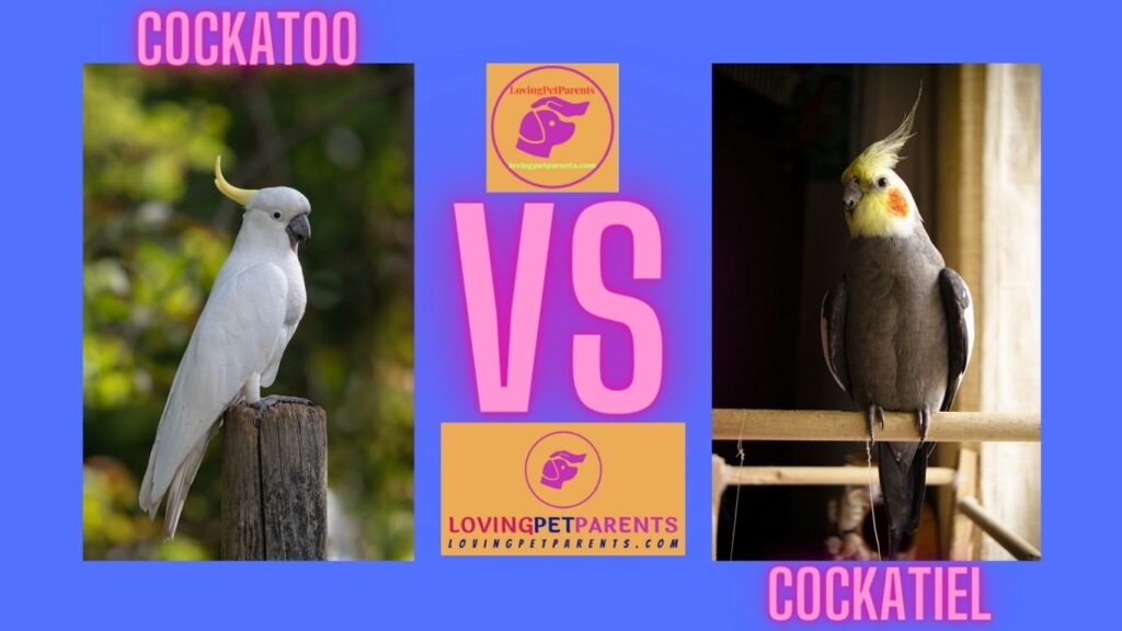 difference of a cockatiel vs cockatoo