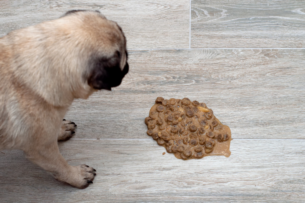 Why Does My Dog Throw Up Undigested Food After Eating?