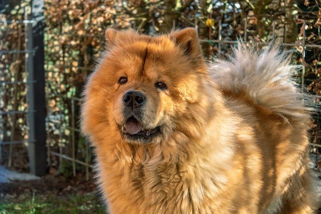 Unveiling the Fascinating World of Chow Chow Dogs: A Guide with Unparalleled Insights