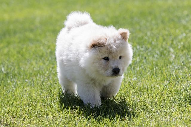 Understanding Temperament and Personality of chow chow