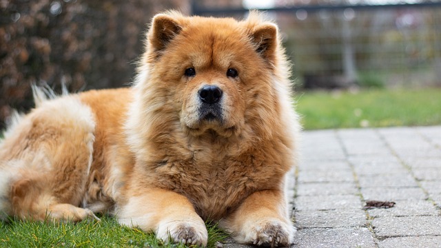 Discover the Enigmatic Chow Chow