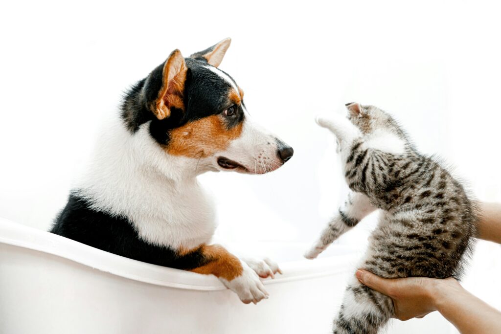 Understanding the Differences Between Dog and Cat Skin