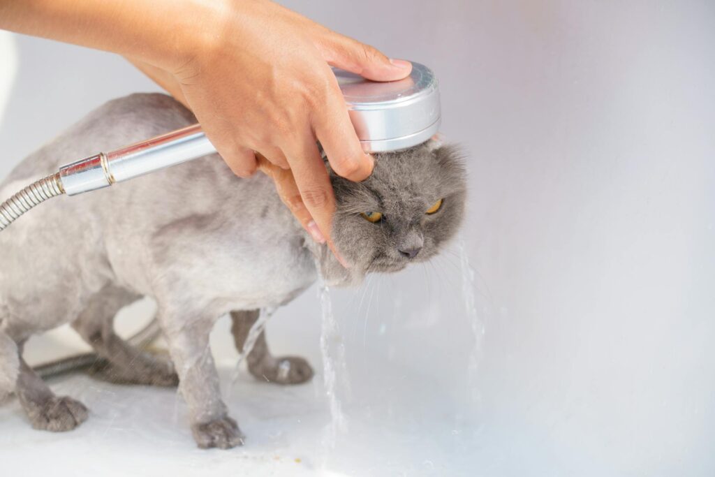 Why Using Dog Shampoo on Your Cat Is a Bad Idea