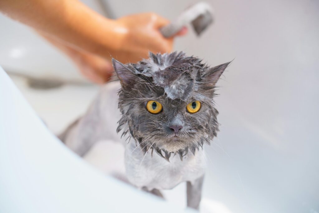 Safer Bathing Alternatives for Cats,Why You Should Never Use Dog Shampoo on Your Cat