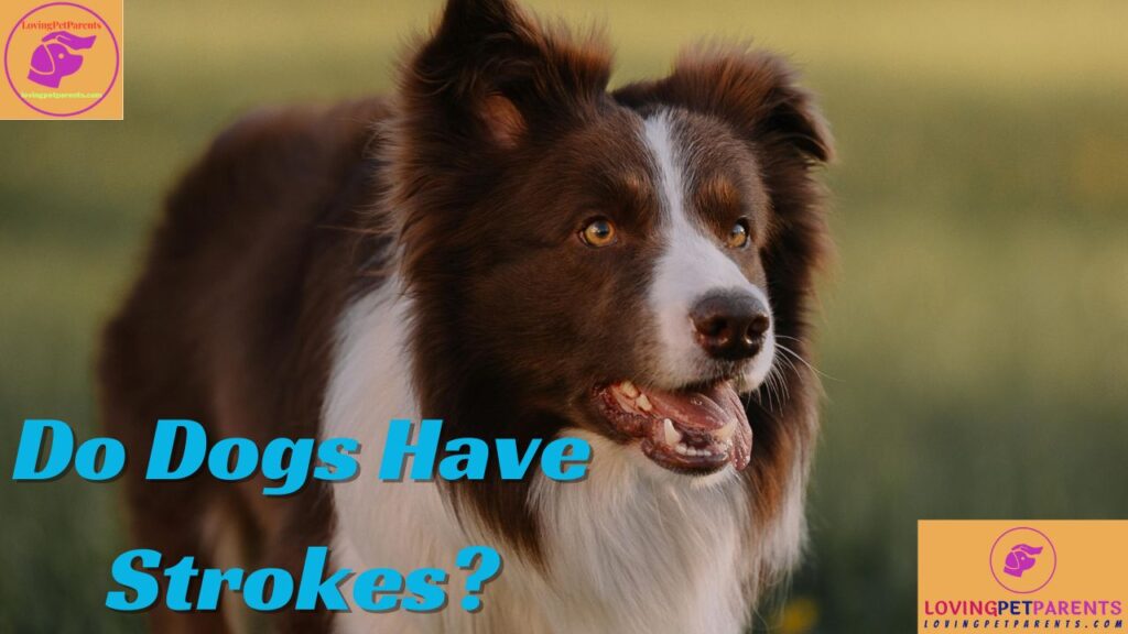 Do Dogs Have Strokes?