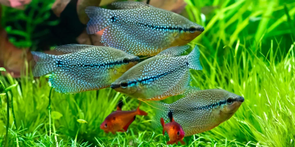 25 Ideal Tank Mates for Pearl Gouramis