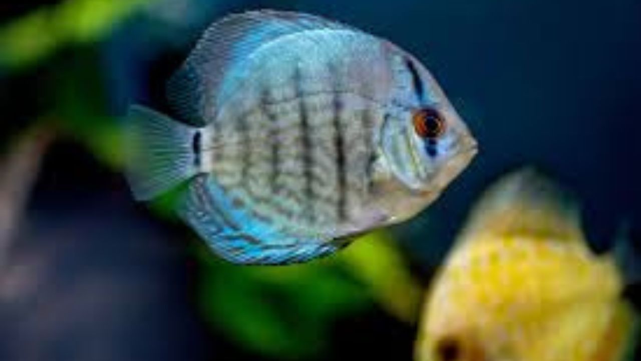 New World Cichlids: Peaceful Options for Community Tanks