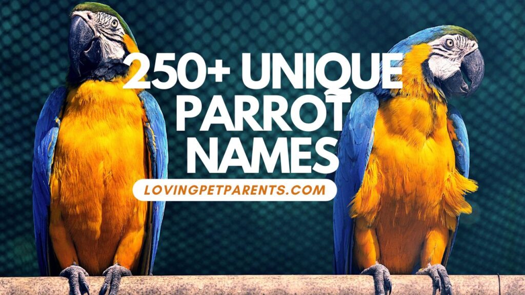 250+ Unique Parrot Names for Your Extraordinary Bird