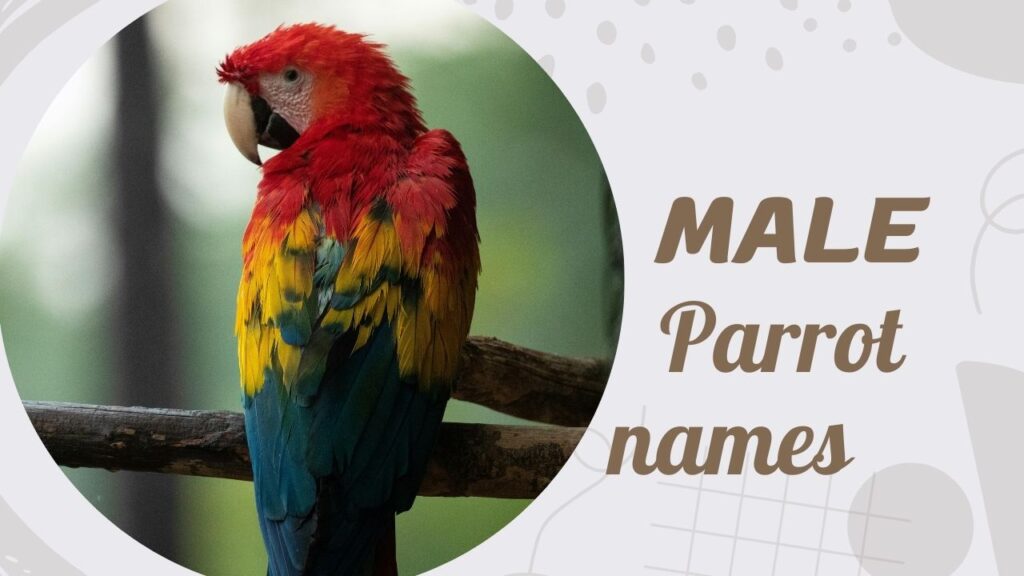 Male parrot names