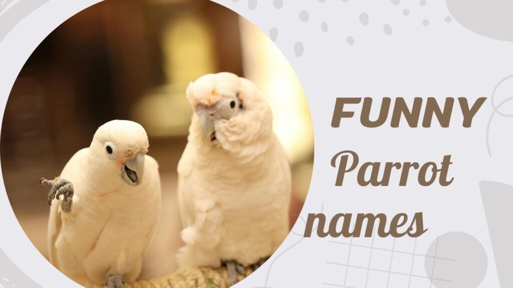 FUNNY parrot names