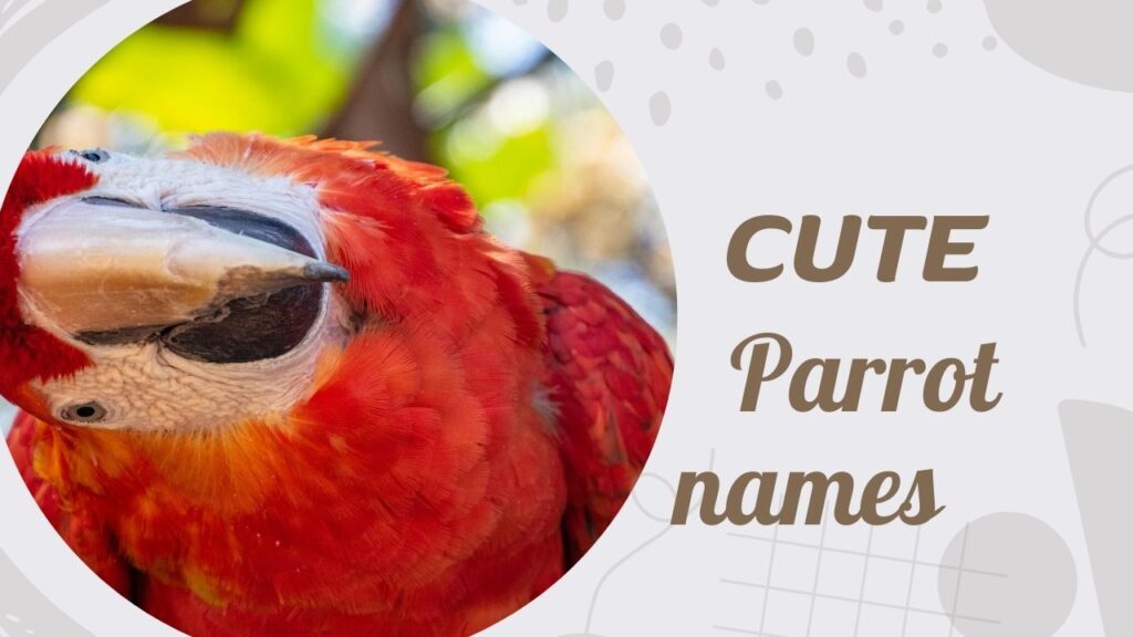 CUTE Parrot names