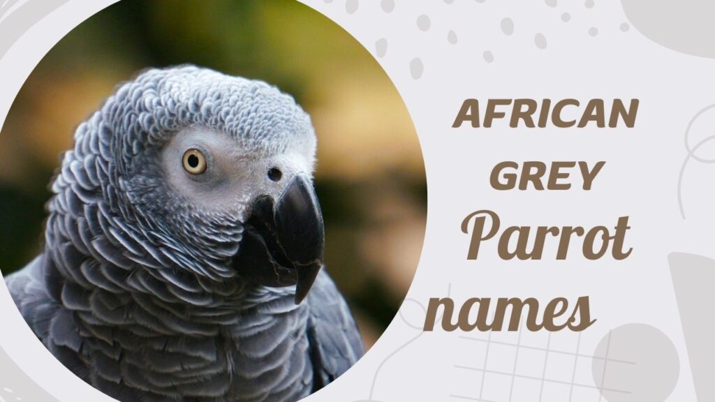 African Grey Parrot Names
